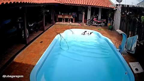 Pitbull saves chihuahua from drowning in pool