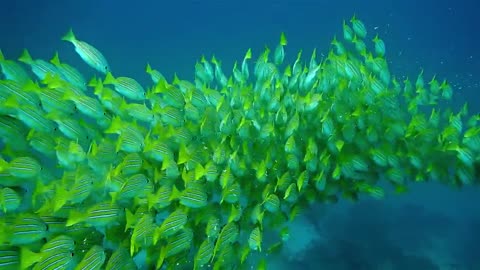 A green fish parade Inside the sea