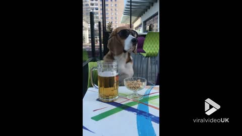 Beagle having a cool Sunday