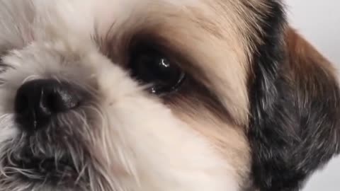 Crying cute dog | Teary eyed