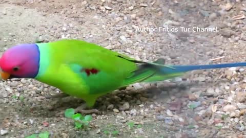 The Plum-Headed Parakeet Voice The Plum-Headed Parakeet Voice
