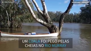Coala em apuros é salvo por universitários no Rio Murray