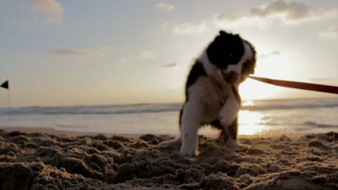 Watch The Cute Little Dog (Puppy) Playing On The Beach.