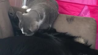 Cat and black dog play fight on couch