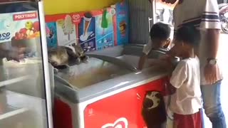 Cat sleeps atop ice cream freezer to beat the heat