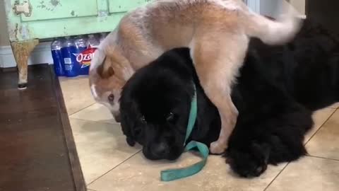 Newfoundland Patiently Babysits Extremely Energetic Puppy