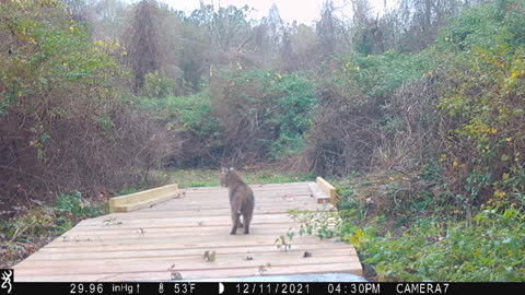 Bobcat Kitten