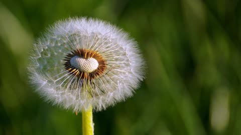 Dandelion Promises Piano Cover