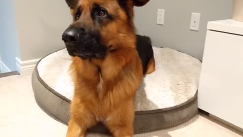 How it Sounds when A German Shepherd Complains