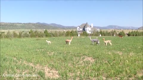 Furry Baby Alpacas - CUTEST Compilation 2021