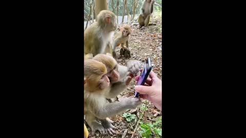 Funny Monkey playing.