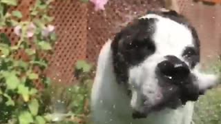 Brown dog shaking of water in slow motion