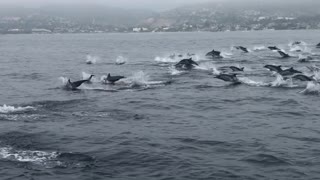 Witnessing Dozens Upon Dozens of Dolphins