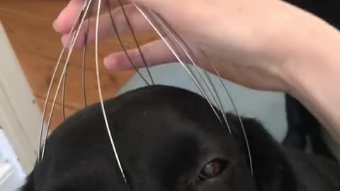 Dog enjoys making a head massage