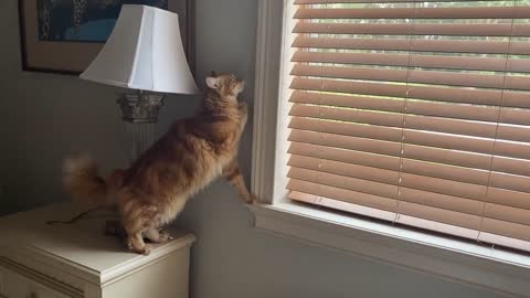 cat knows how to close blinds on command