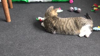 Adorable Little Cat Plays with Feathers
