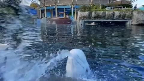 The beluga whale wants to invite you to play
