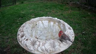 House finch April 2, 2021