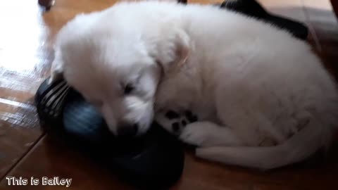 🤗Cute pets My Cute Golden Retriever Puppy Sleeping