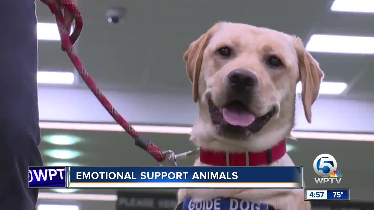 Florida lawmaker wants to stop misuse of emotional support animals