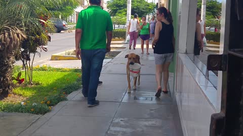 Dog Carries Bucket