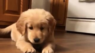 Golden Retriever puppy completely baffled by ice cube