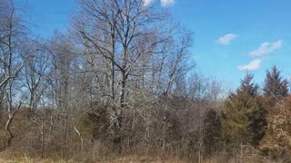 Reclaiming the giant oak tree