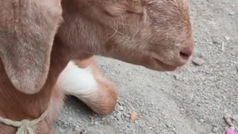 6.Close Up Video of a Goat Chewing