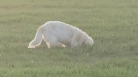 dog digs in the field