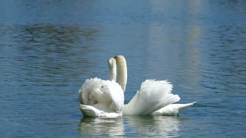 Swan Couple Performs Exquisite Courtship Dance on Florida Lake