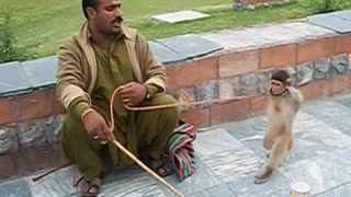 Talented Monkey Shows Some Skills