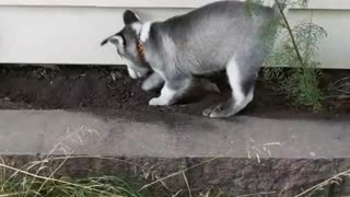 Husky Puppy Learning How To Dig