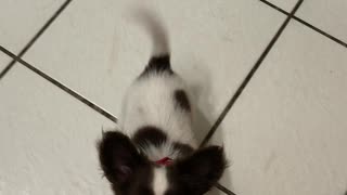 Chihuahua training