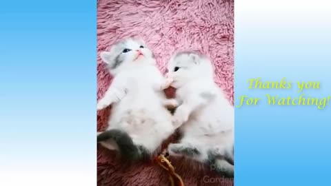 Cute Pets And Funny Animals Compilation #4 - Pets Gardn