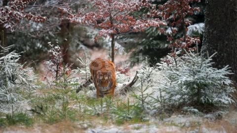 happy tiger