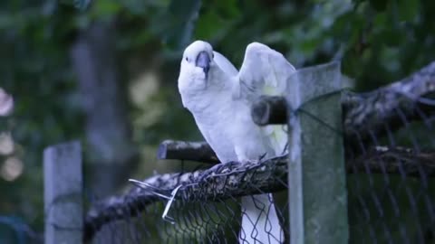 A Funny dancing parrot, it was happy last night 😅