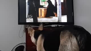 My Dog Loves Watching TV