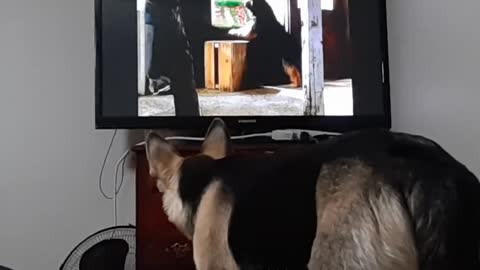 My Dog Loves Watching TV