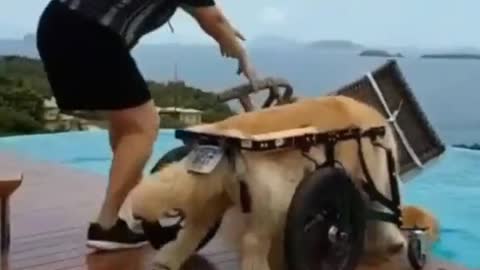 funny dog falls in the pool