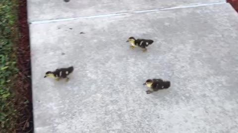 Ducklings scurrying to catch their mother