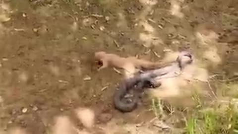 A terrible fight between the snake and the snake video