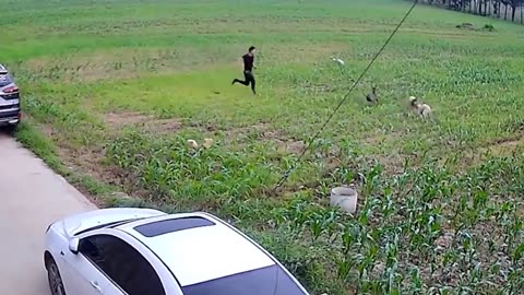 Man chasing dog. Defend against dog attack.