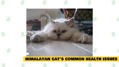Himalayan Cats 101 _ Fun Facts & Myths