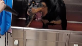 Rottweiler getting a blowout!