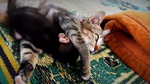 The cat becomes the monkey mother