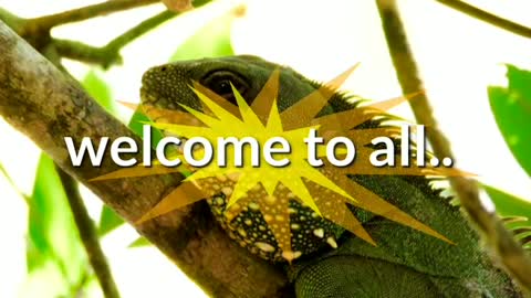 Chameleon Video
