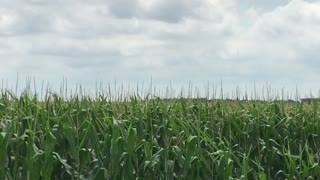 Chopper spraying corn