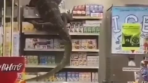 Enorme dragão de komodo invade supermercado na Tailândia