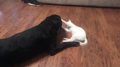 Labrador Preciously Plays With A Happy Little Kitten