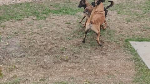 Malinois trio